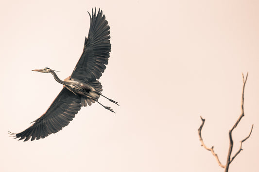 The Sound Of Silence