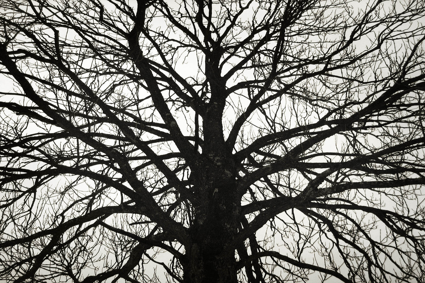 The Mind of the Forest