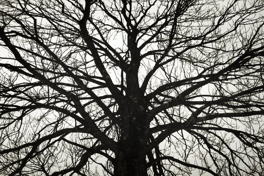 The Mind of the Forest